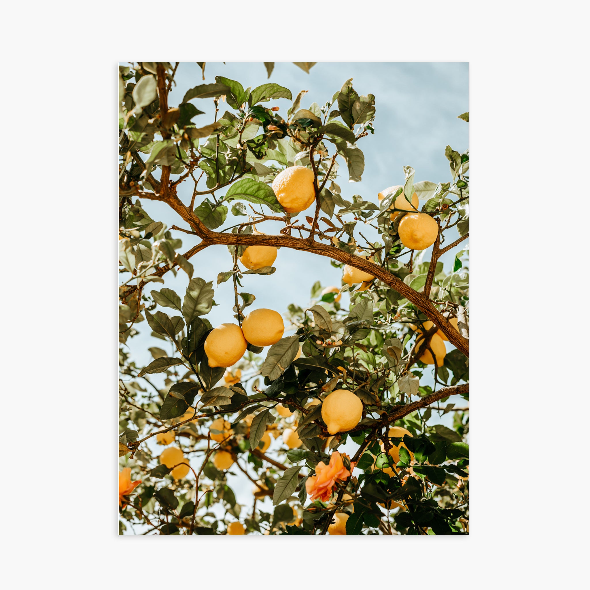 LEMON TREE