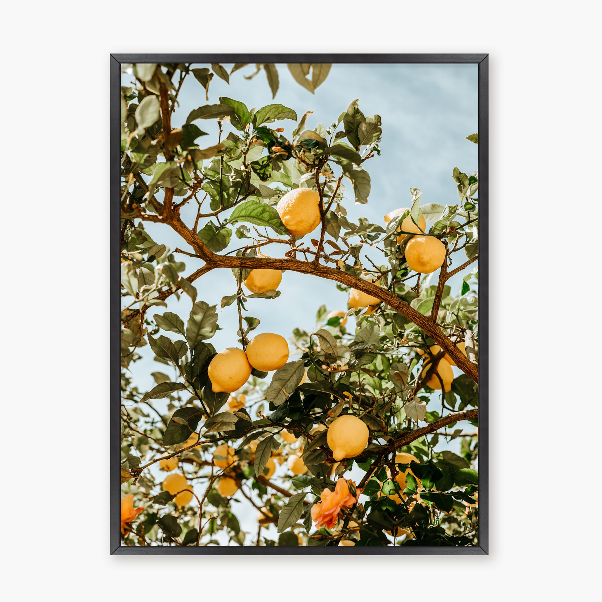 LEMON TREE