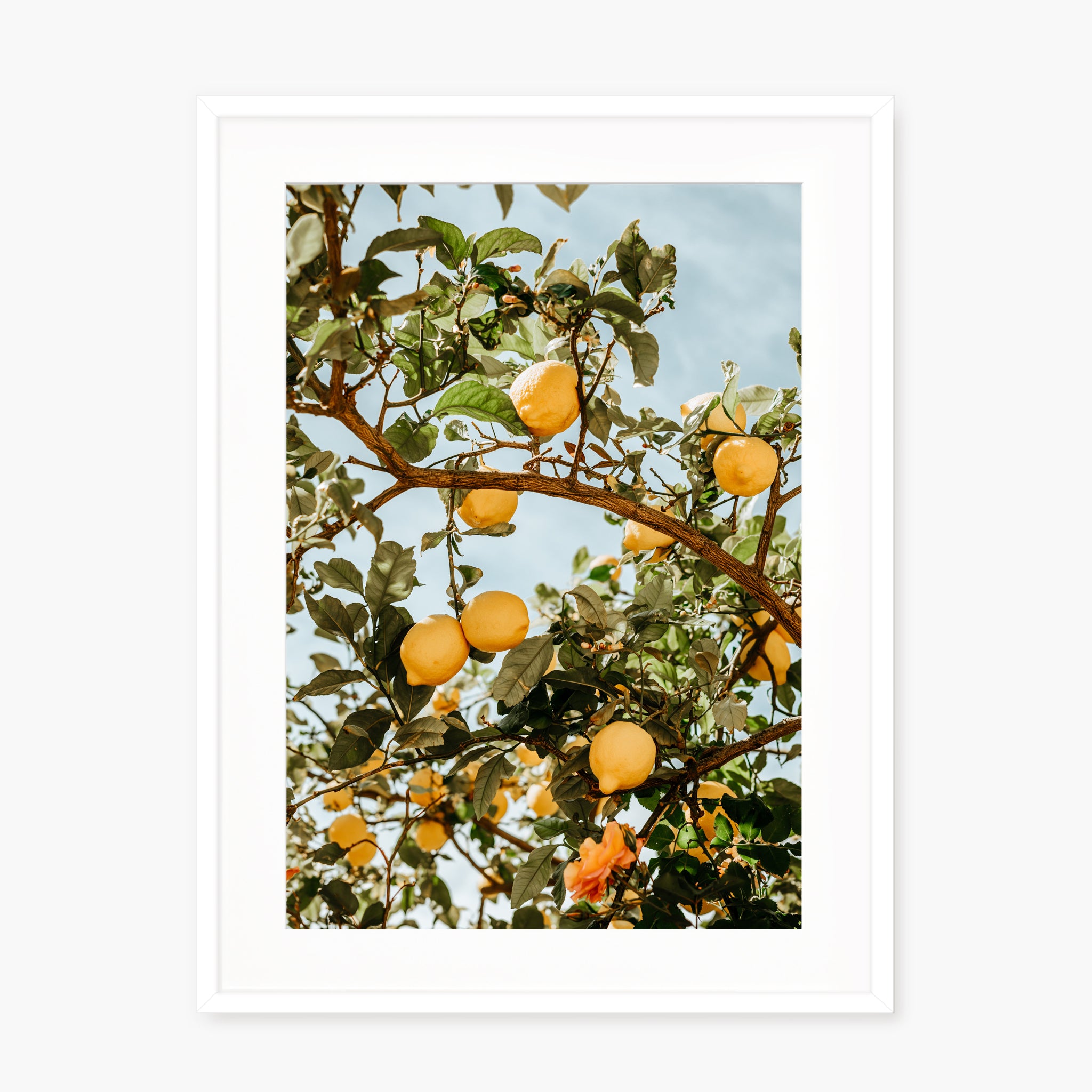 LEMON TREE