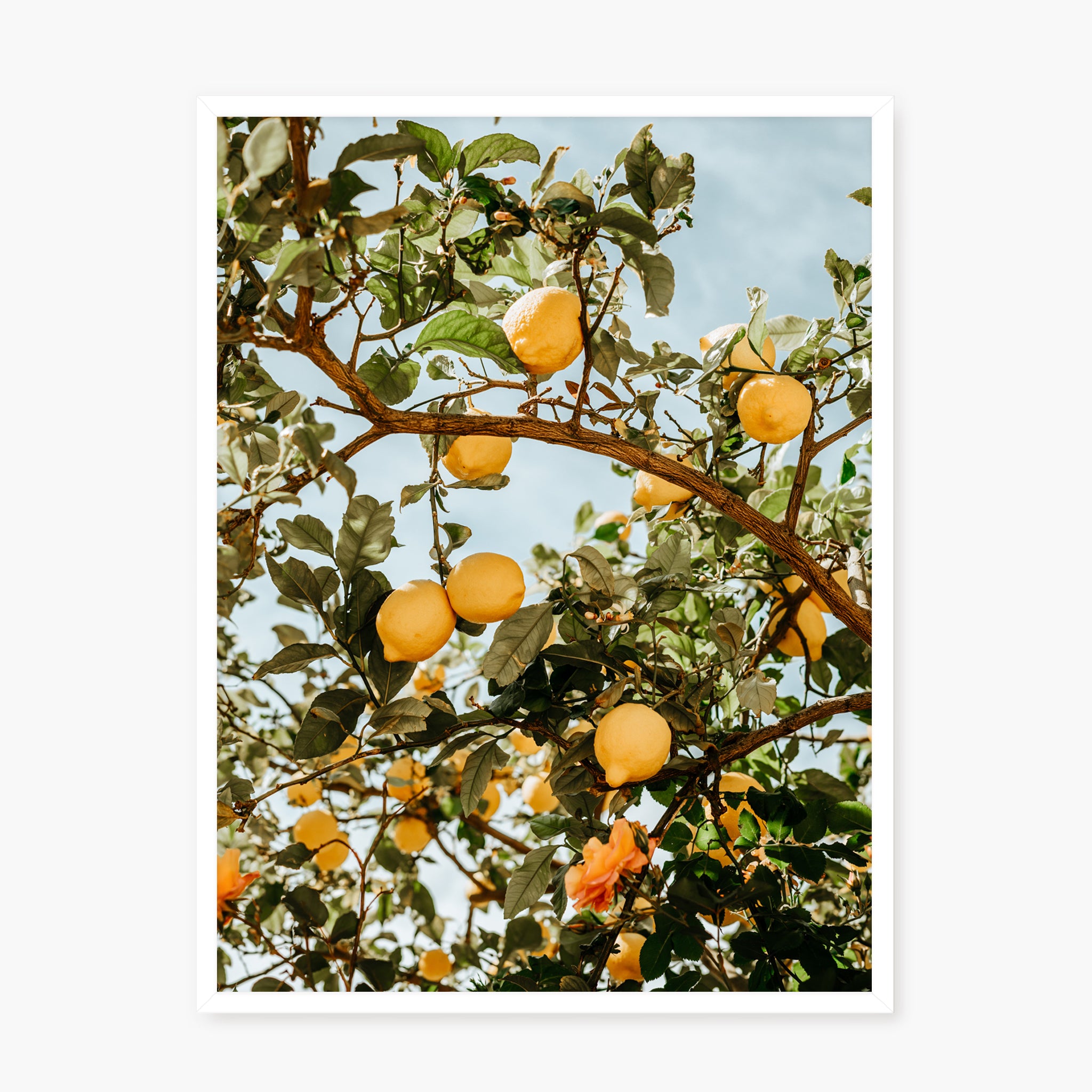 LEMON TREE