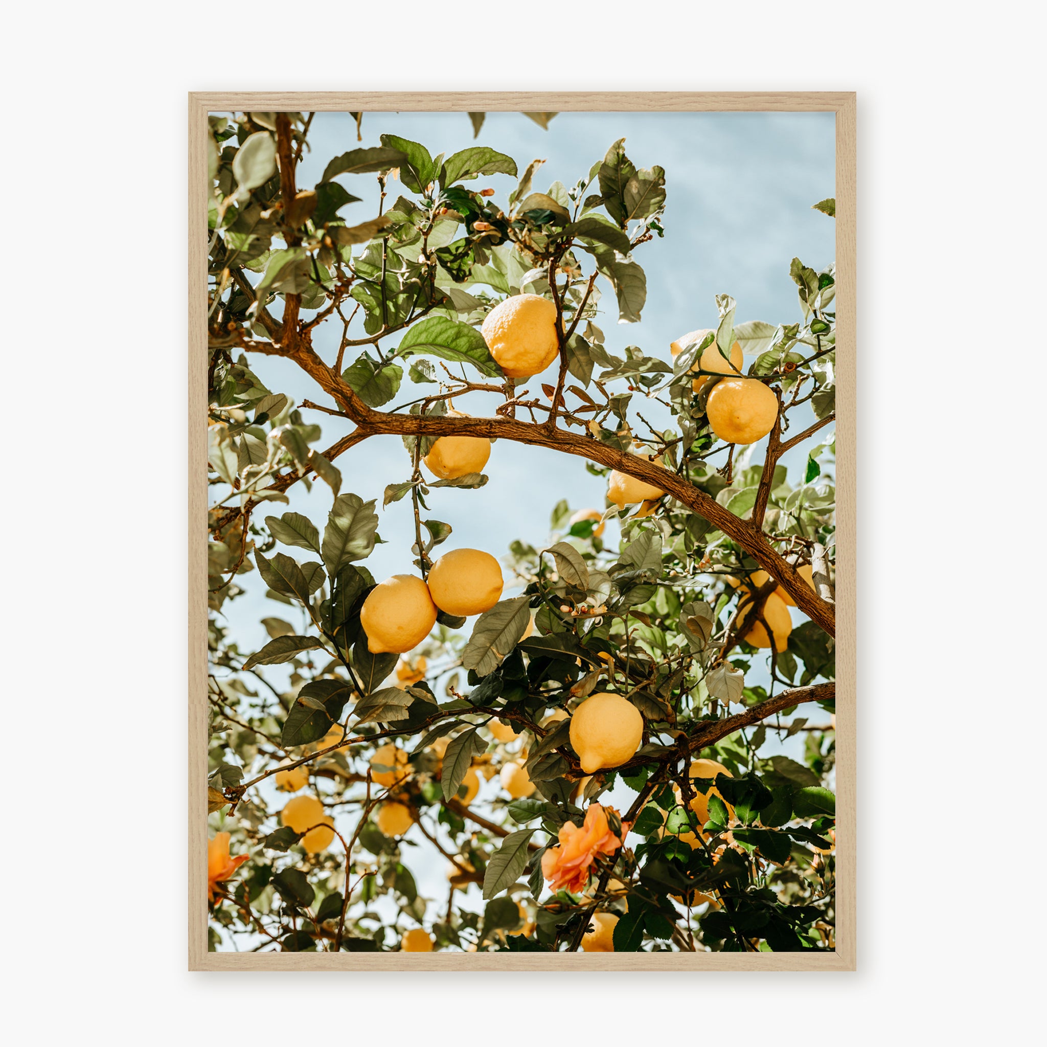 LEMON TREE