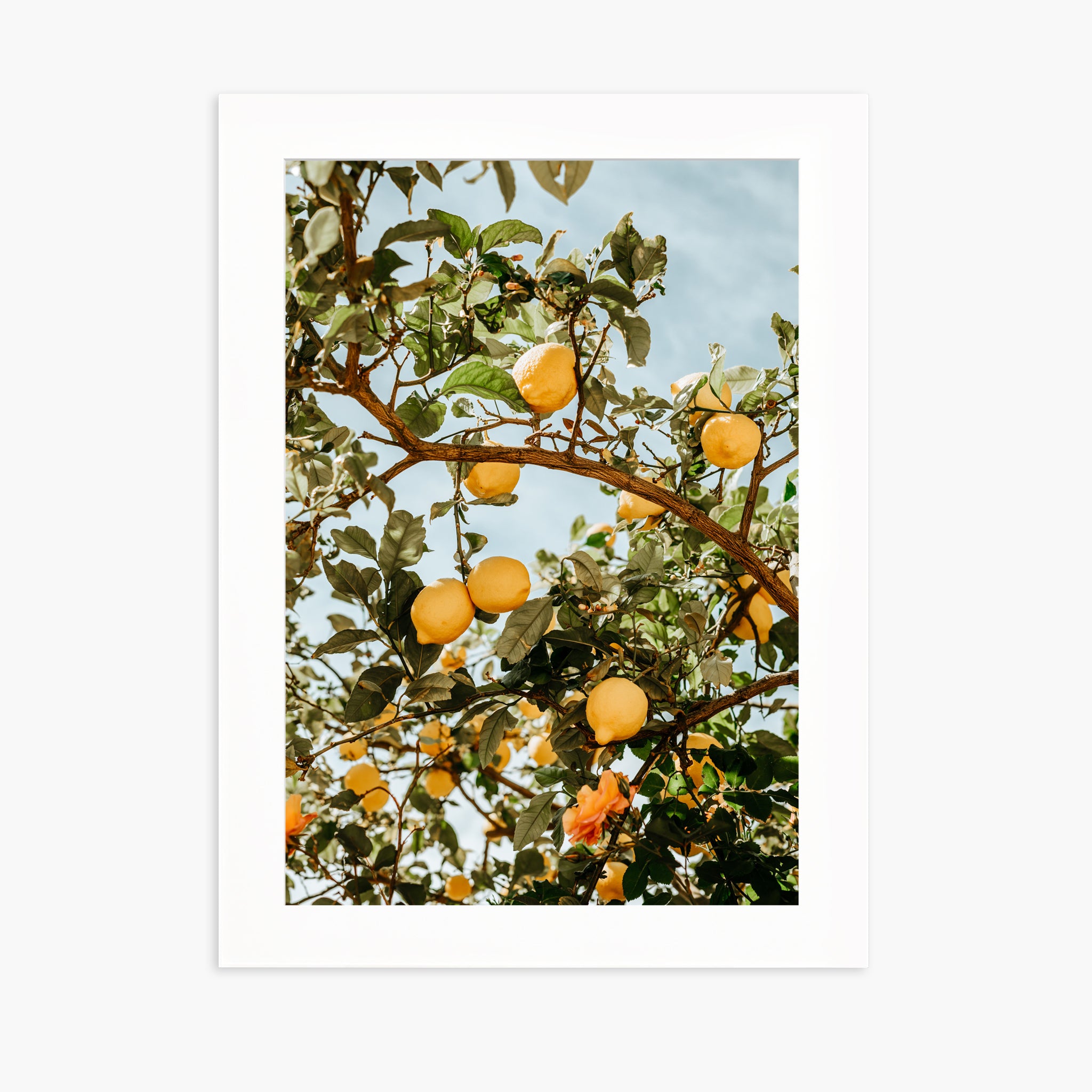 LEMON TREE
