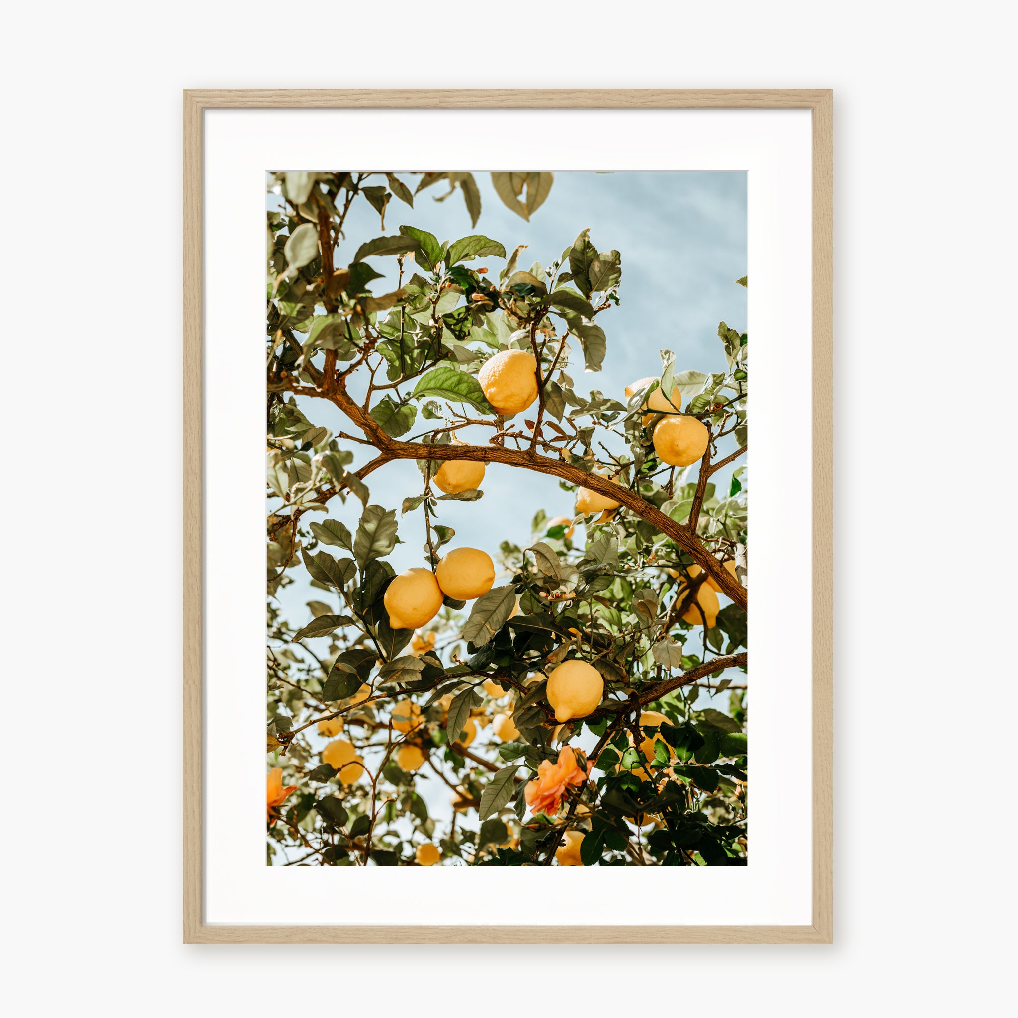 LEMON TREE